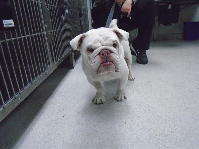 KARL - English Bulldog available for adoption