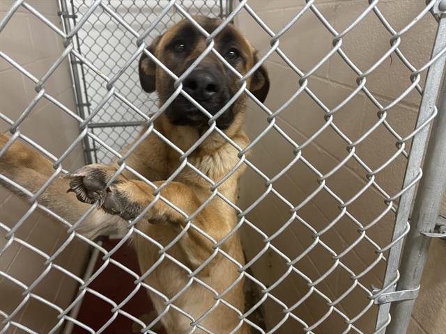 PRIMO - German Shepherd Dog available for adoption