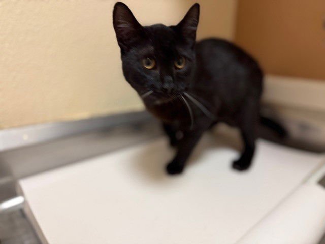 GERTRUDE - Domestic Short Hair available for adoption