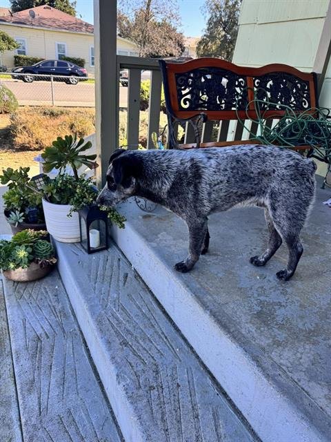 JEFF - Australian Cattle Dog/Blue Heeler available for adoption