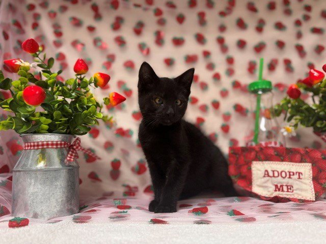 PEDRO Image