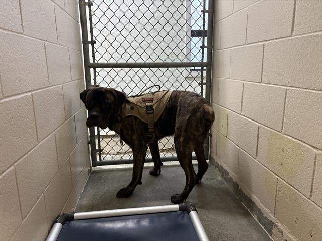 RUGER - Cane Corso Mastiff available for adoption