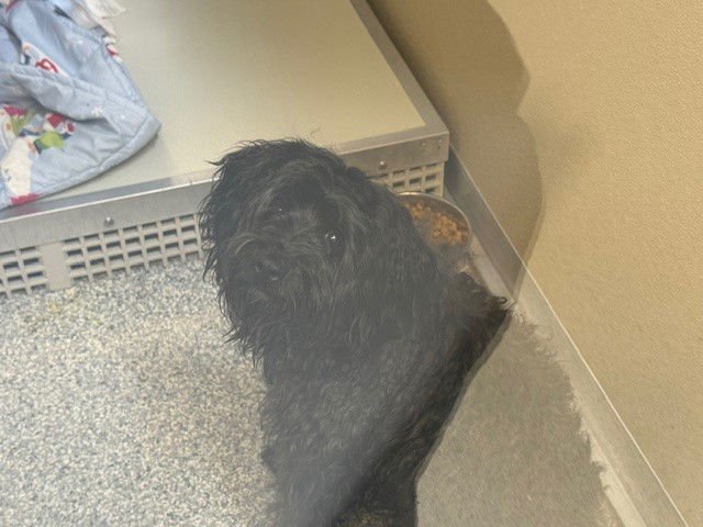 HULK HOGAN - Poodle (Miniature) available for adoption