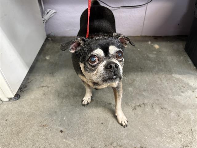 NELSON - Pug / Chihuahua available for adoption