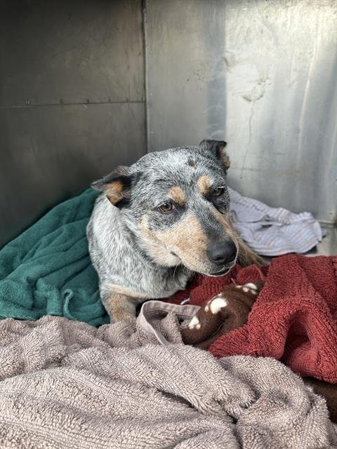 HARMONY - Australian Cattle Dog/Blue Heeler available for adoption