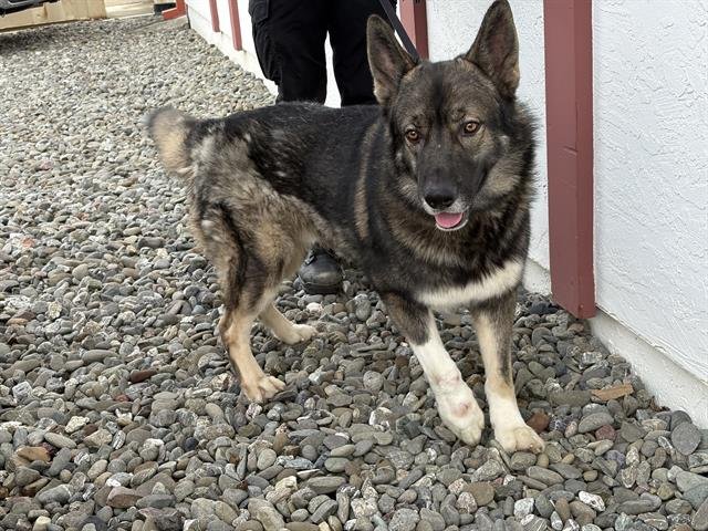 MR FUZZY PANTS - German Shepherd Dog / Husky available for adoption