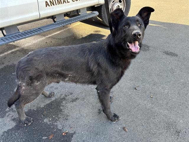 COURAGE - German Shepherd Dog available for adoption