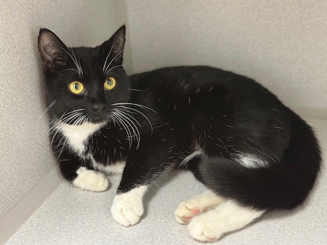 HARRIET - Domestic Short Hair available for adoption