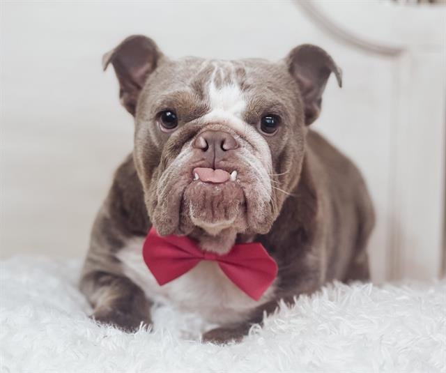 POLLY POCKET - English Bulldog available for adoption