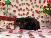 ZUCCHINI - Photo 1