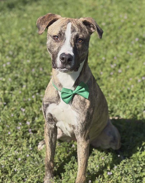 BUTTERBALL - Pit Bull Terrier / Greyhound available for adoption