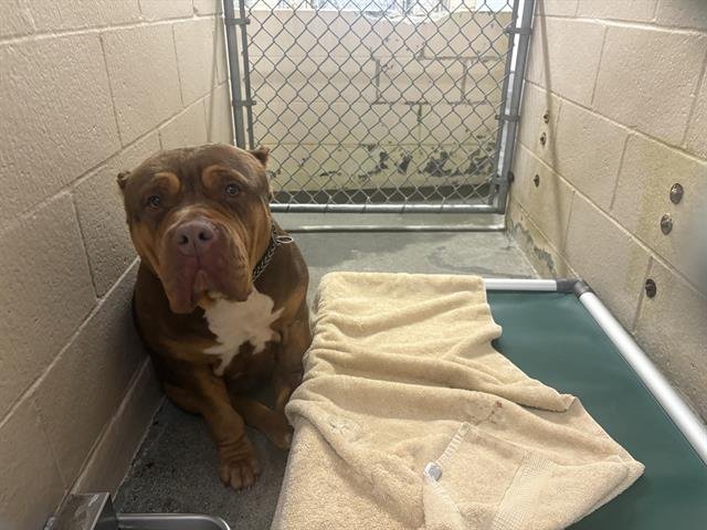 BETTY - American Bulldog available for adoption