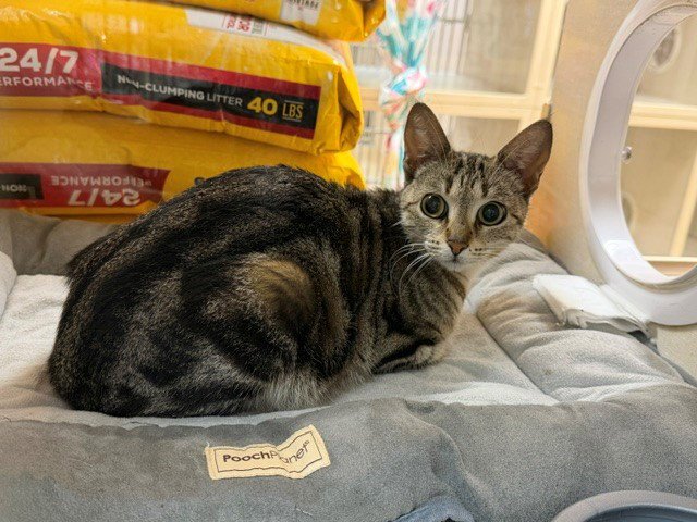 PEACHES Image