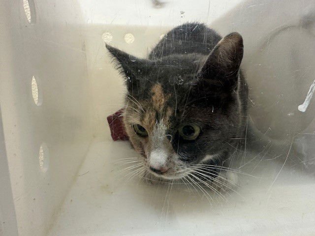 KHLOE - Domestic Short Hair available for adoption