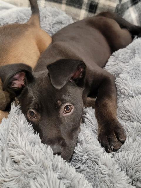 PEARL - Pit Bull Terrier available for adoption