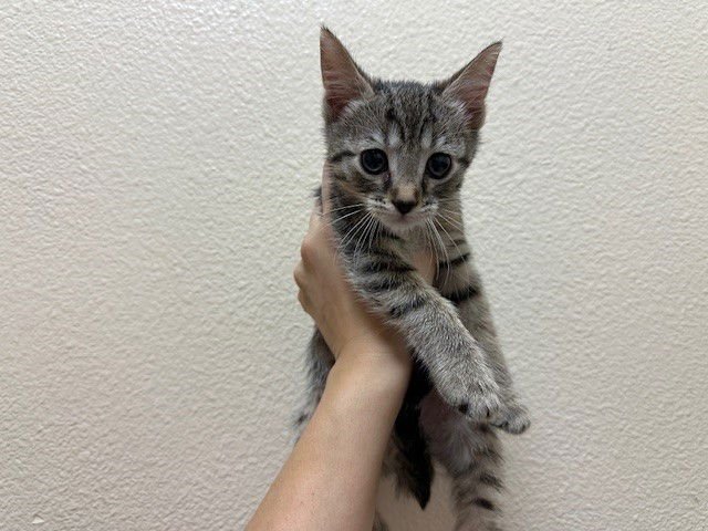 MAX - Domestic Short Hair available for adoption