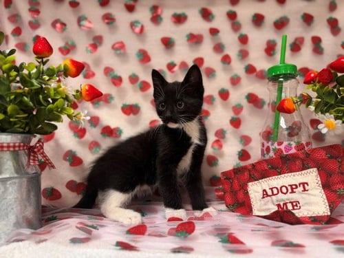 HENRY - Domestic Short Hair available for adoption