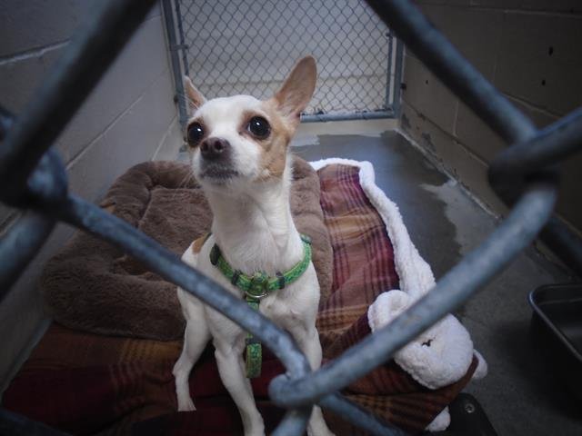 MISSY - Chihuahua available for adoption