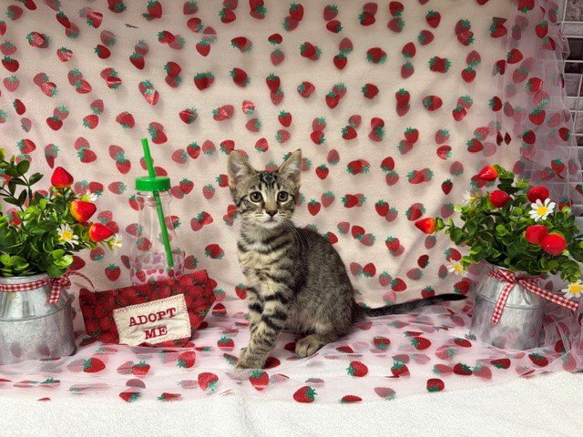 ROSE Image