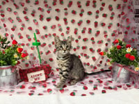 ROSE - Photo 1