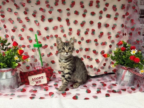 ROSE - Domestic Short Hair available for adoption