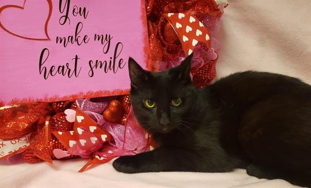 COAL - Domestic Short Hair available for adoption