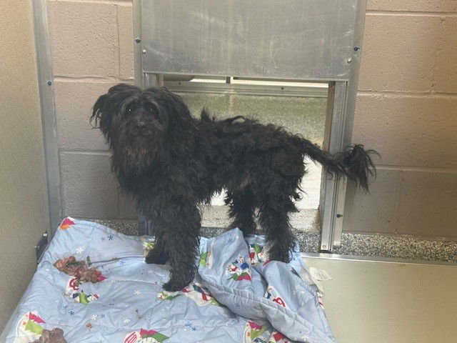 GEORGE FOREMAN - Poodle (Miniature) available for adoption