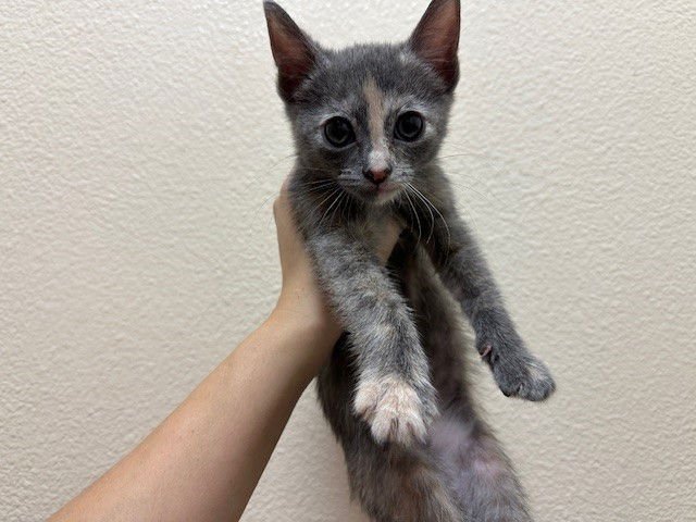 MILLY - Domestic Short Hair available for adoption