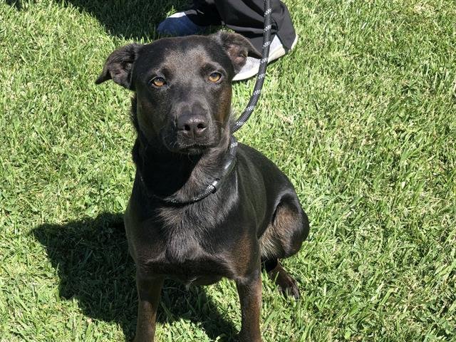 LILY - Australian Kelpie available for adoption