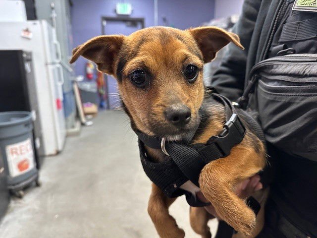 EL CHACO - Chihuahua available for adoption