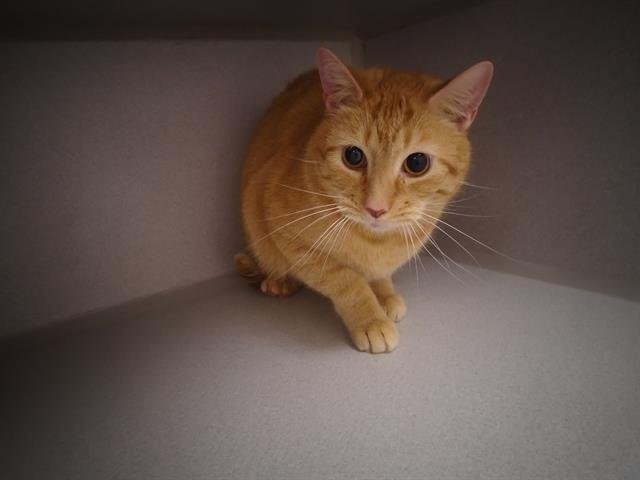 HERCULES - Domestic Short Hair available for adoption