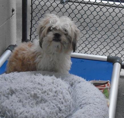 TANNER - Maltese available for adoption