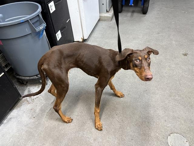 OLIVIA - Doberman Pinscher available for adoption