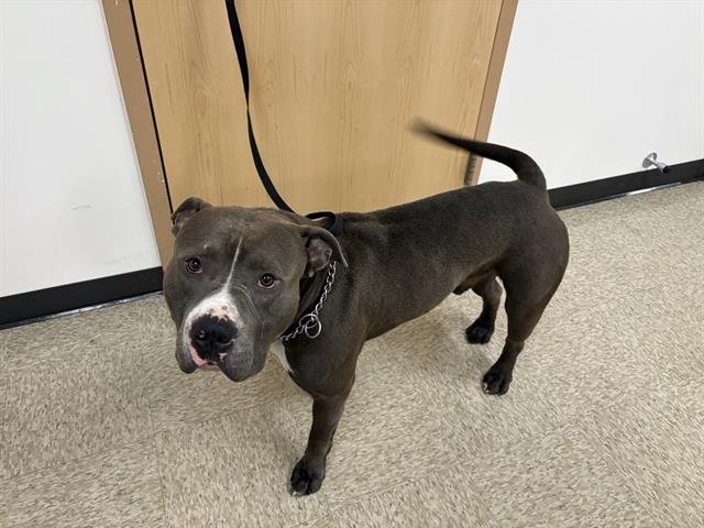 ELVIN - Pit Bull Terrier available for adoption