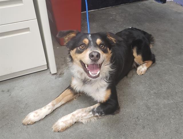 JASPER - Australian Shepherd available for adoption