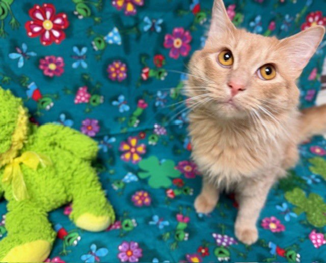 BUGATTI - Domestic Long Hair available for adoption