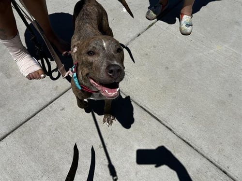 MELODY - Pit Bull Terrier available for adoption