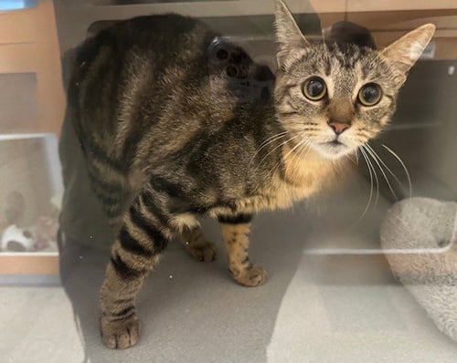 JUNE - Domestic Short Hair available for adoption
