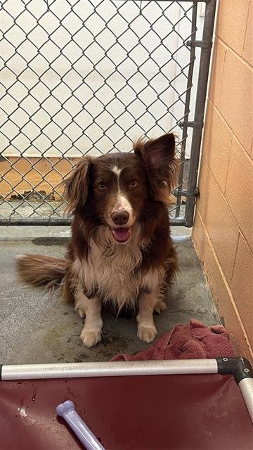 CORNELL - Border Collie available for adoption