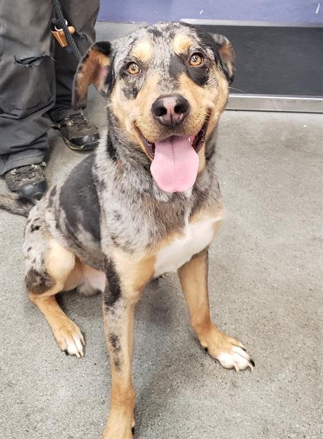 HANDSOME - Catahoula Leopard Dog available for adoption