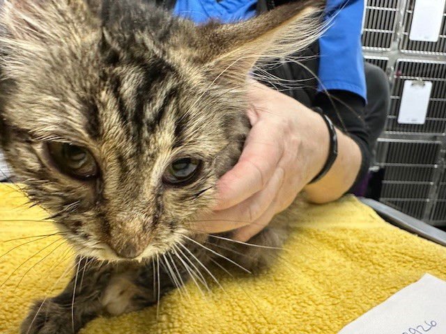 FERN - Domestic Medium Hair available for adoption