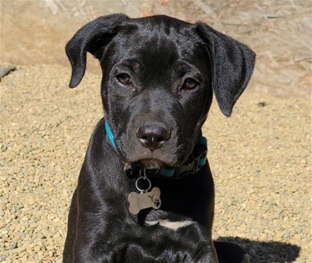 PEPPER - Pit Bull Terrier available for adoption