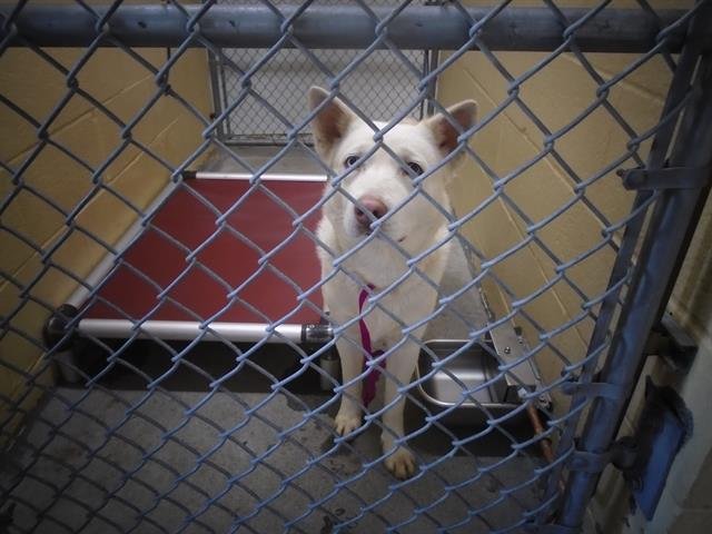 ZYA - Husky available for adoption