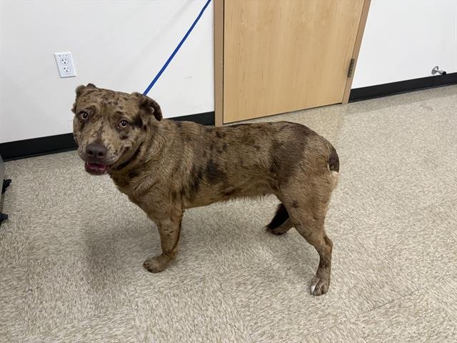 DAISY - Catahoula Leopard Dog available for adoption