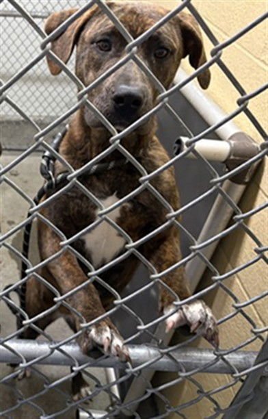 LILY - Pit Bull Terrier available for adoption