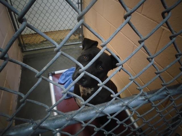 KING KONG - Pit Bull Terrier available for adoption