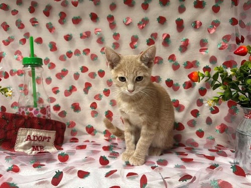 JINU - Domestic Short Hair available for adoption