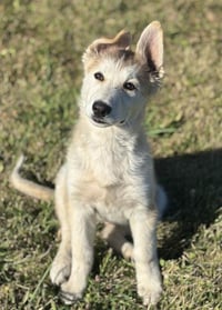 BUTTERCUP - Photo 1