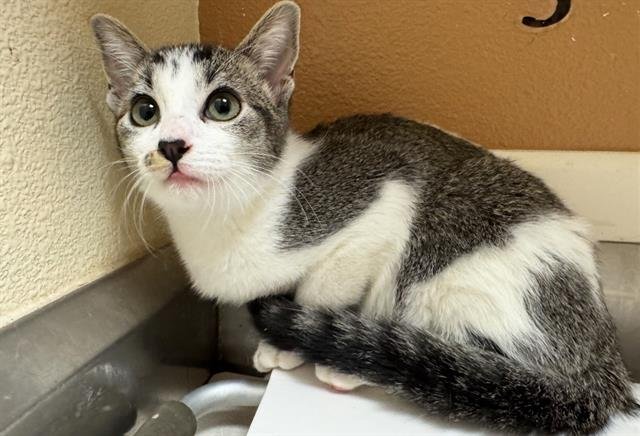 CHARLIZE - Domestic Short Hair available for adoption