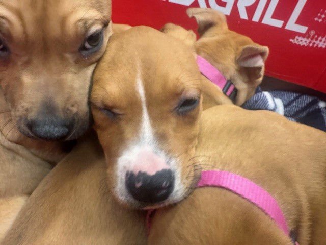 DONNIE - Pit Bull Terrier available for adoption